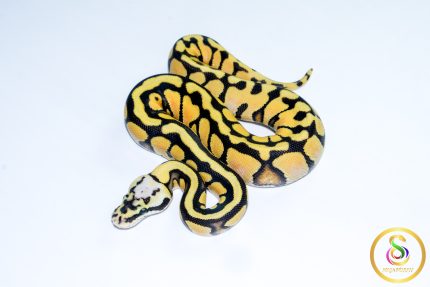 6752 0.1 PASTEL ENCHI SN YELLOW BELLY HET CLOWN
