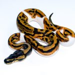 6753 1.0 LEOPARD PIEBALD