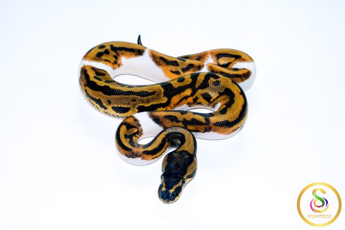 6753 1.0 LEOPARD PIEBALD - Image 3