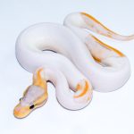 6754 1.0 BANANA LEOPARD PIEBALD (FMK)