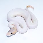 6756 1.0 BANANA CINNAMON PIEBALD (FMK)