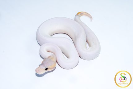 6756 1.0 BANANA CINNAMON PIEBALD (FMK)