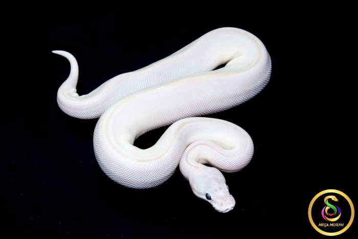 6757 0.1 BEL - Image 2