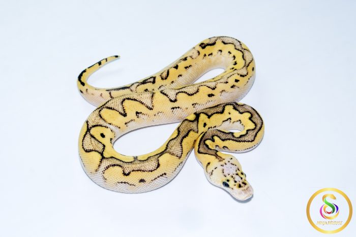 6758 0.1 SUPER PASTEL CLOWN - Image 2