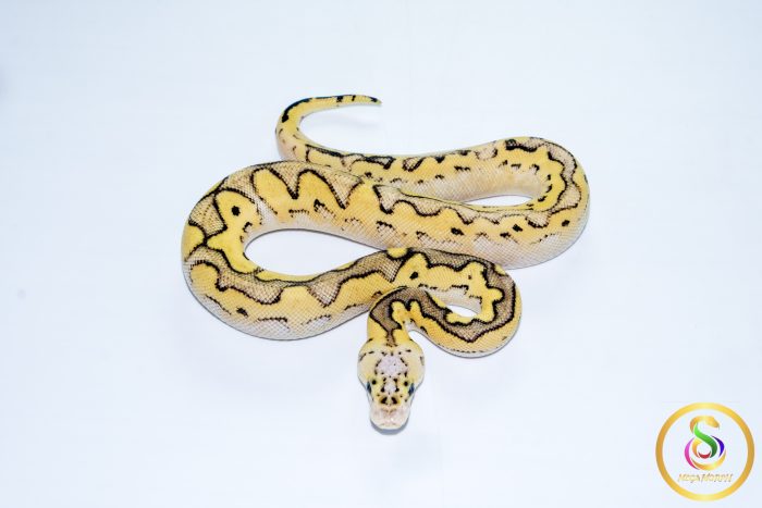 6758 0.1 SUPER PASTEL CLOWN - Image 3