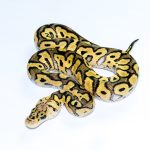 6759 0.1 PASTEL CLOWN