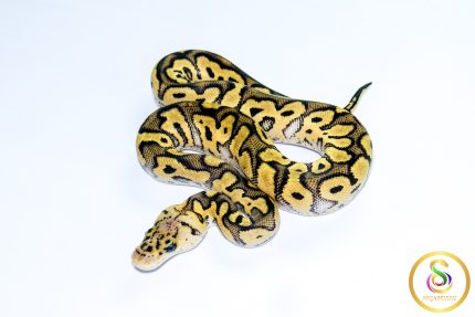 6759 0.1 PASTEL CLOWN