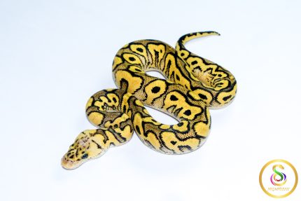 6760 0.1 PASTEL YELLOW BELLY CLOWN