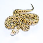 6762 1.0 SUPER PASTEL YELLOW BELLY CLOWN