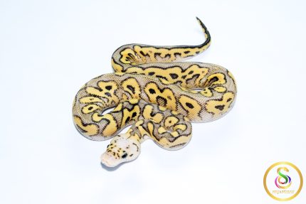 6762 1.0 SUPER PASTEL YELLOW BELLY CLOWN