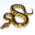 6763 1.0 YELLOW BELLY CLOWN