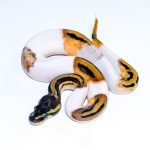 6764 0.1 LEOPARD ORANGE DREAM PIEBALD