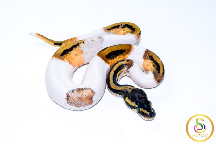 6764-2 6764 0.1 LEOPARD ORANGE DREAM PIEBALD - Image 2