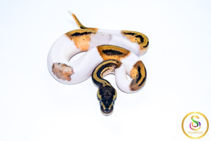 6764-3 6764 0.1 LEOPARD ORANGE DREAM PIEBALD - Image 3