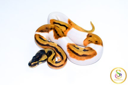 6765 0.1 ORANGE DREAM LEOPARD ENCHI PIEBALD