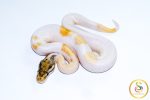 6766 0.1 ORANGE DREAM MOJAVE ENCHI PIEBALD