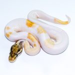 6766 0.1 ORANGE DREAM MOJAVE ENCHI PIEBALD