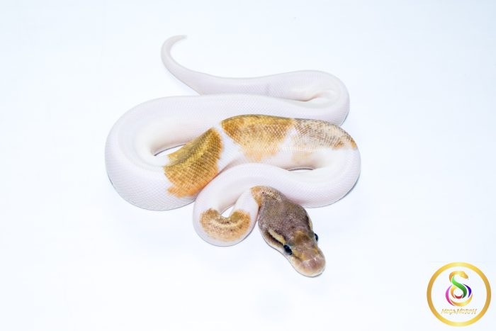 6767 1.0 ENCHI MOJAVE PIEBALD POSS LEOPARD - Image 2