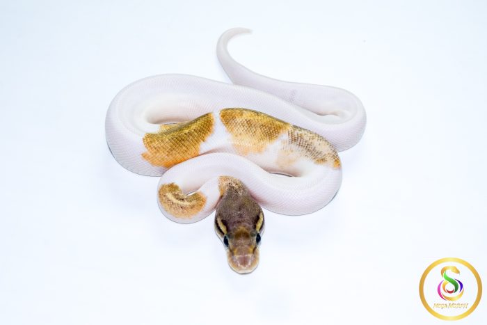 6767 1.0 ENCHI MOJAVE PIEBALD POSS LEOPARD - Image 3