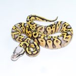 6769 0.1 SUPER PASTEL GRAVEL