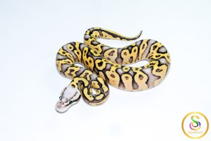 6769 0.1 SUPER PASTEL GRAVEL