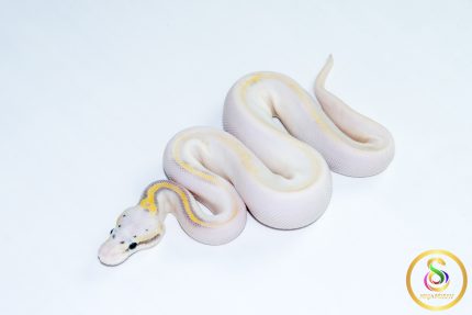 6770 1.0 SUPER PASTEL HIGHWAY POSS CALICO