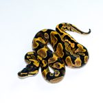 6773 1.0 CALICO GRAVEL