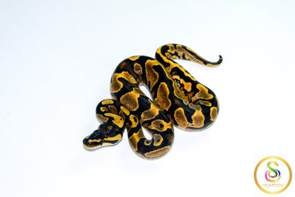 6773 1.0 CALICO GRAVEL