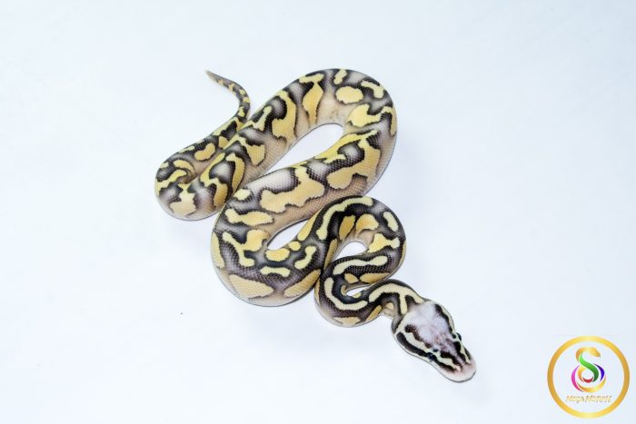 6774 1.0 SUPER PASTEL BUTTER ORANGE DREAM YELLOW BELLY HET CLOWN - Image 2