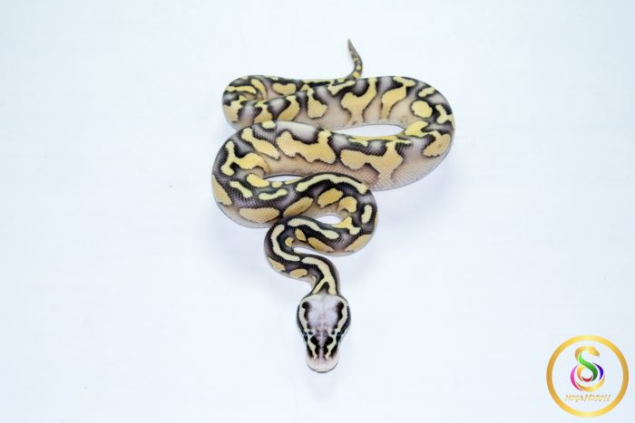 6774 1.0 SUPER PASTEL BUTTER ORANGE DREAM YELLOW BELLY HET CLOWN - Image 3