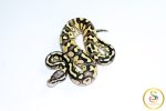 6776 0.1 SUPER PASTEL BUTTER ORANGE DREAM HET CLOWN