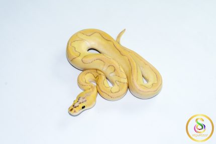 6777 1.0 SUPER PASTEL BUTTER ENCHI ORANGE DREAM/CALICO CLOWN