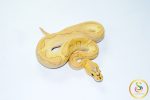6777 1.0 SUPER PASTEL BUTTER ENCHI ORANGE DREAM/CALICO CLOWN - Image 2