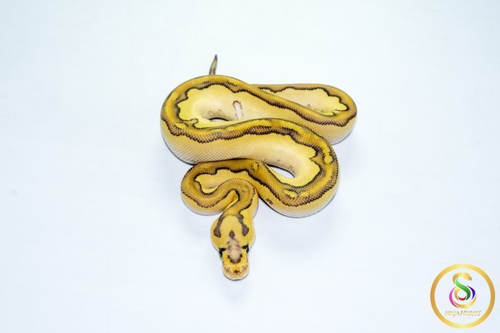 6778 1.0 ENCHI BUTTER PASTEL YELLOW BELLY ORANGE DREAM/CALICO CLOWN - Image 3
