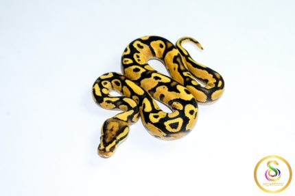 6780 0.1 ORANGE DREAM FIRE YELLOW BELLY