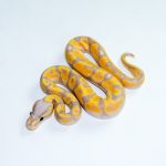 6781 1.0 BANANA ORANGE DREAM REDSTRIPE FIRE