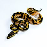 6783 0.1 CALICO HET CLOWN