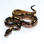 6784 0.1 CINNAMON CALICO HET CLOWN
