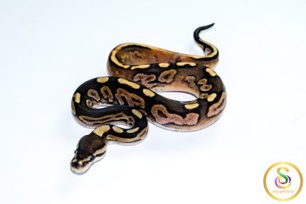 6784 0.1 CINNAMON CALICO HET CLOWN