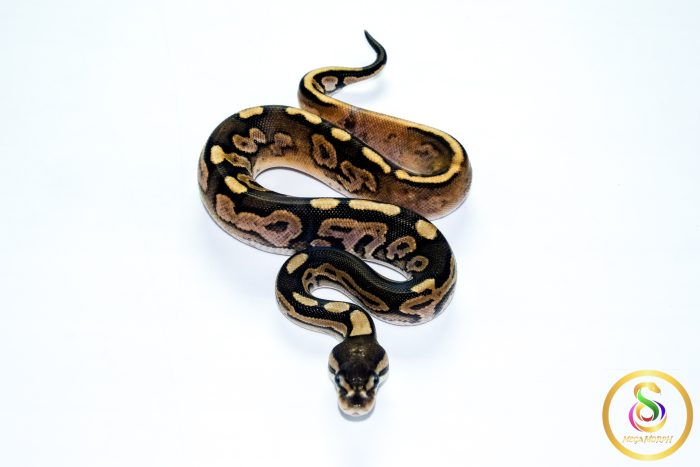 6784 0.1 CINNAMON CALICO HET CLOWN - Image 3