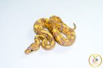 6786 1.0 BANANA HET CLOWN