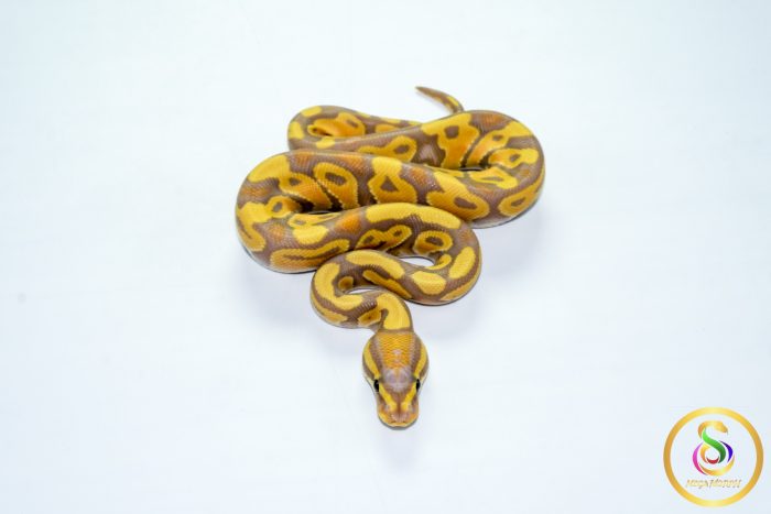 6786 1.0 BANANA HET CLOWN - Image 3