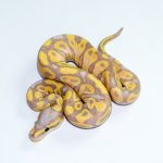 6787 1.0 BANANA PASTEL CALICO HET CLOWN