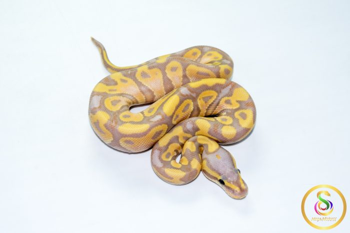 6787 1.0 BANANA PASTEL CALICO HET CLOWN - Image 2