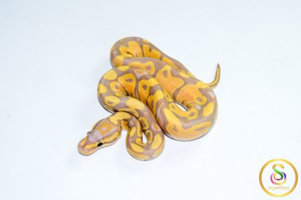 6788 1.0 BANANA HET CLOWN