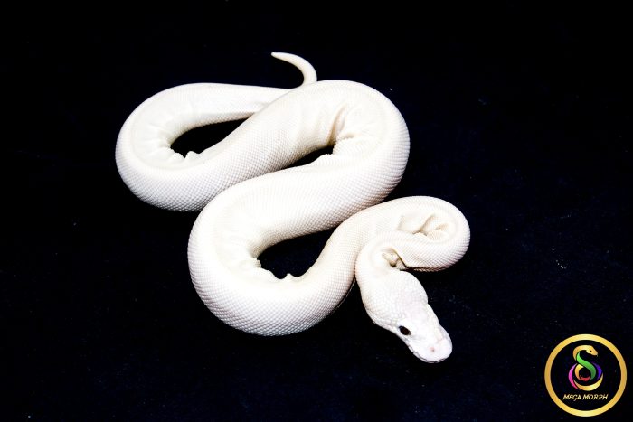 6790 0.1 BEL - Image 2