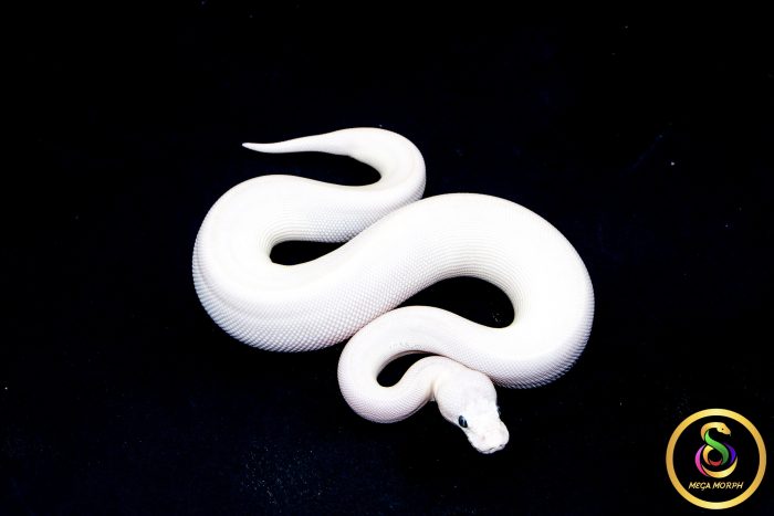 6791 0.1 BEL - Image 2