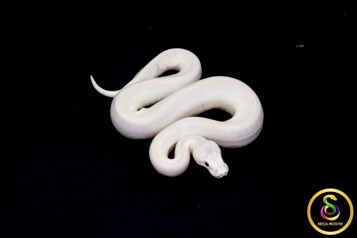 6798 1.0 BEL (RED EYE) - Image 2